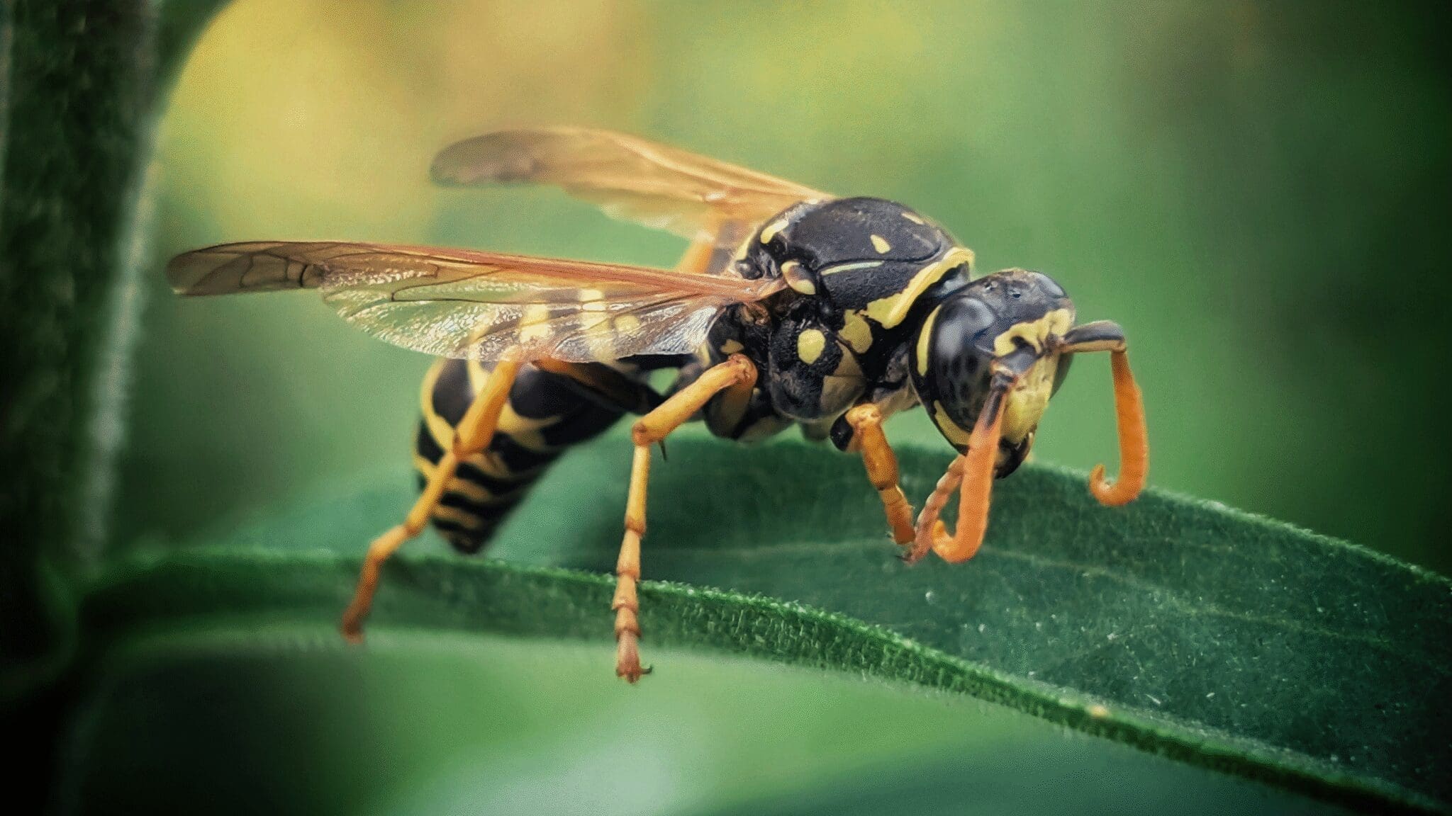 Nature’s Helpers in Keeping Wasps Away