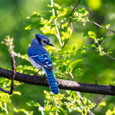 blue jays near wasp nests