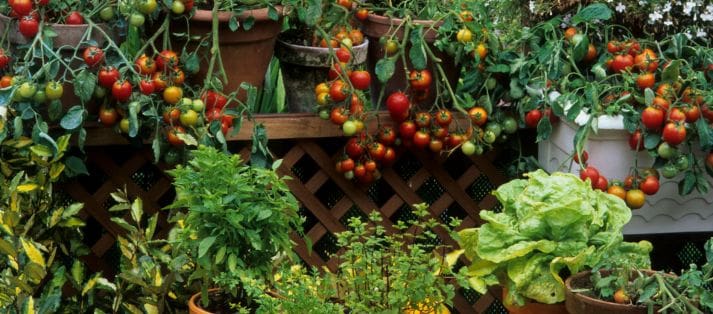 landscape designer in College Station, TX