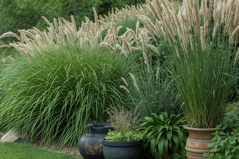 Ornamental Grasses Wisel