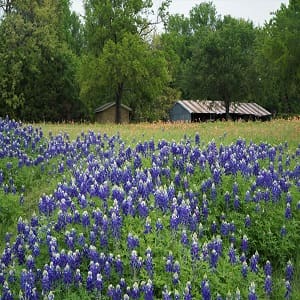 Spicewood, TX