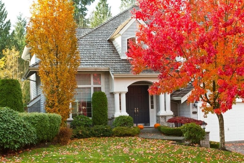 Use a Tree to Balance a Flat Roofline