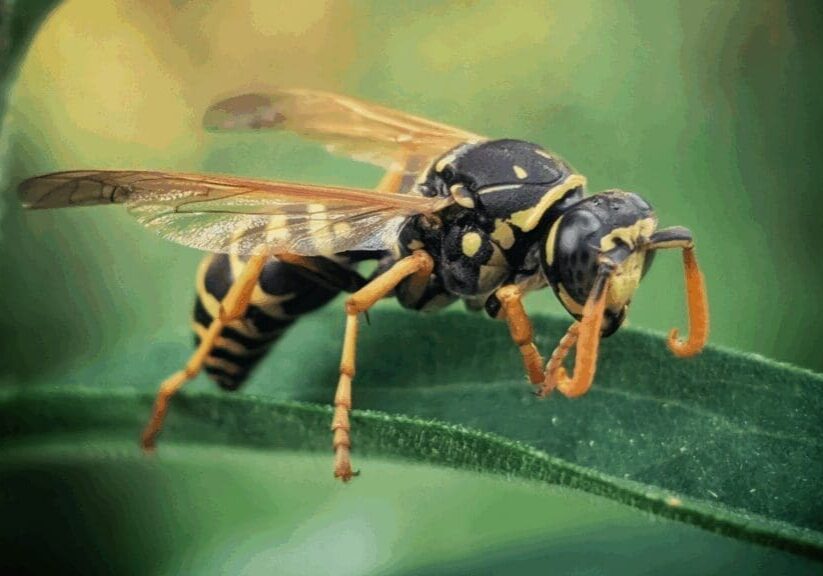 Nature’s Helpers in Keeping Wasps Away